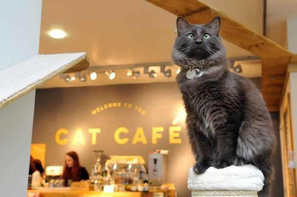 Check Out These Awesome Cat  Friendly Businesses PrettyLitter