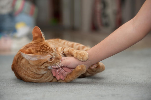 cat kneading owner