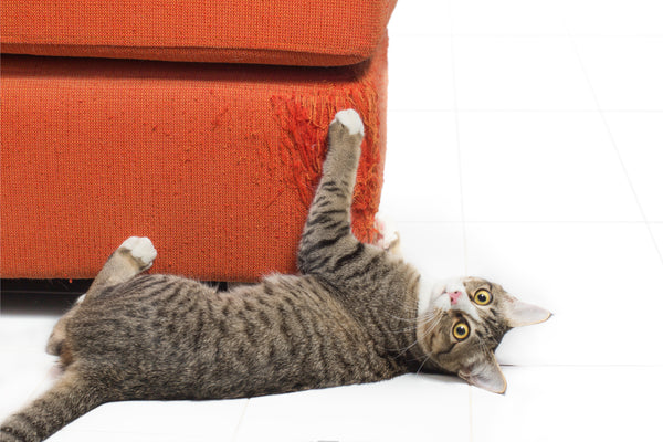 train your cat not to scratch the couch - prettylitter