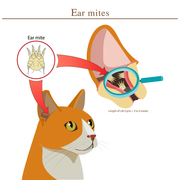 How To Clean Cats Ears Safely How To Groom A Cat S Eyes Nose Ears Cat 