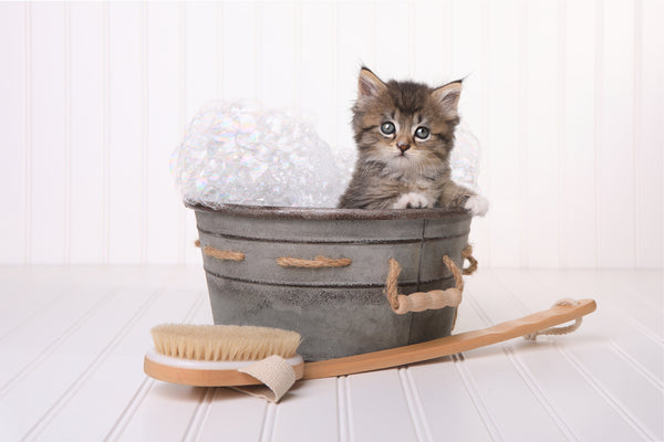 How to Survive Your Cat's Hair Shed This Summer - PrettyLitter