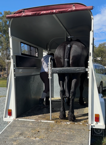 horse float with a black horse inside loaded and ready for travel, sporting an equipad tail boot for protection