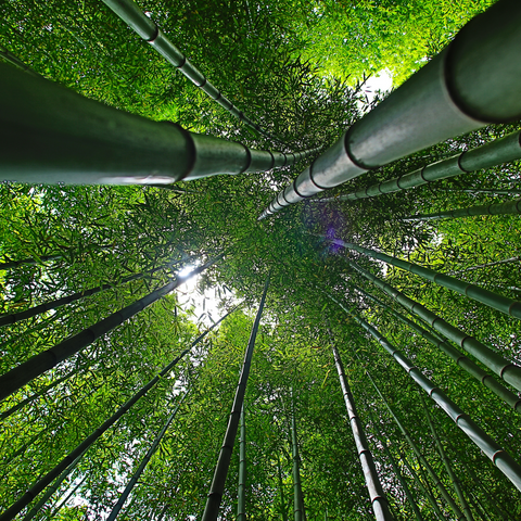 Bamboo plants for making bamboo underwear