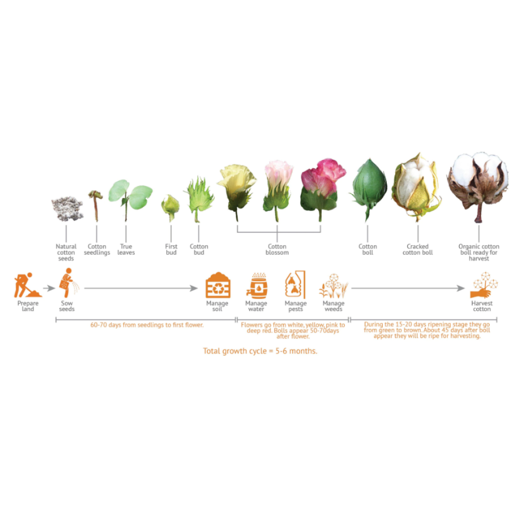 Organic cotton farming process