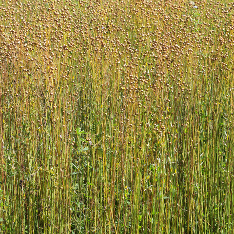 Linen Plant used for making fabric in the textile industry