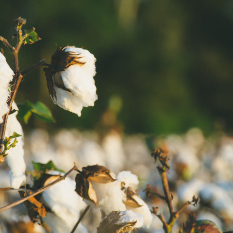 conventional cotton plant used for making cotton undies