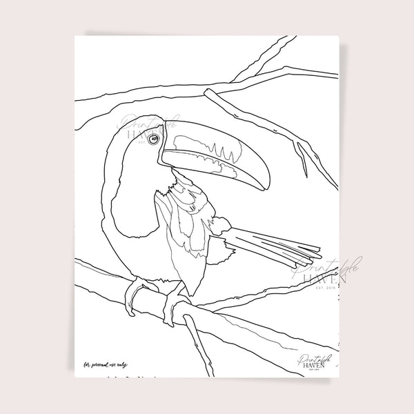 Toucan Coloring Page Printable - Printable Haven