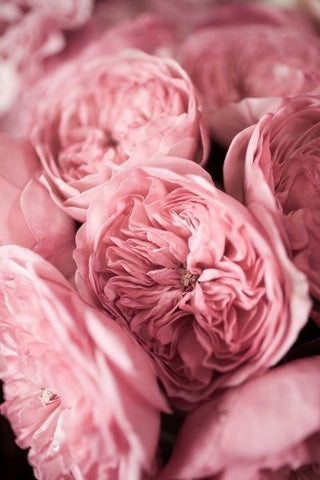 Impatient Pink Flowers