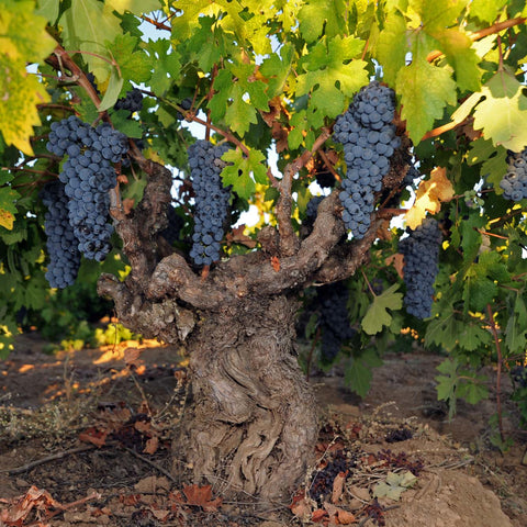 An old vine with ripe clusters of Zinfandel in a vineyard.