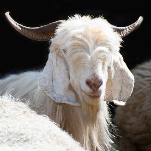 https://cdn.shopify.com/s/files/1/1000/2752/files/bigstock-White-kashmir-goat-from-Indian-52781563_large.jpg?v=1495145212