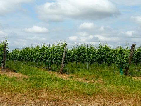 Pinewood Wine: Cave du Marmandais