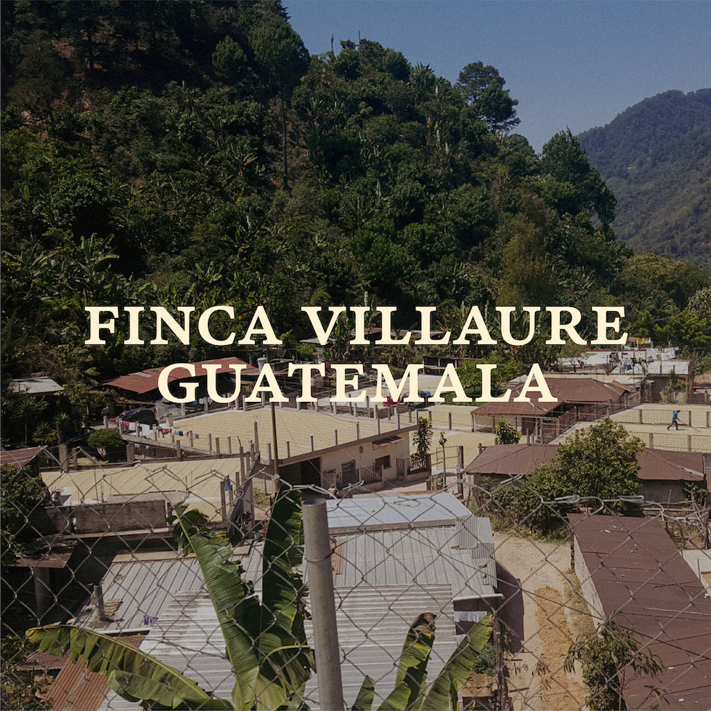 Finca Villaure, Guatemala