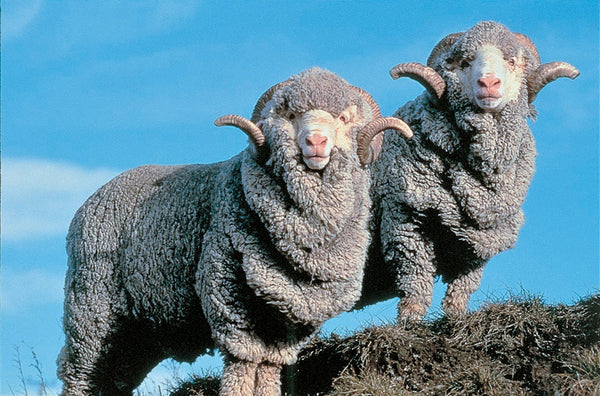 What is Merino Wool? | Sophie Stone