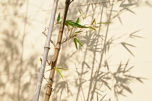 Wat bamboe kleding | Sophie Stone