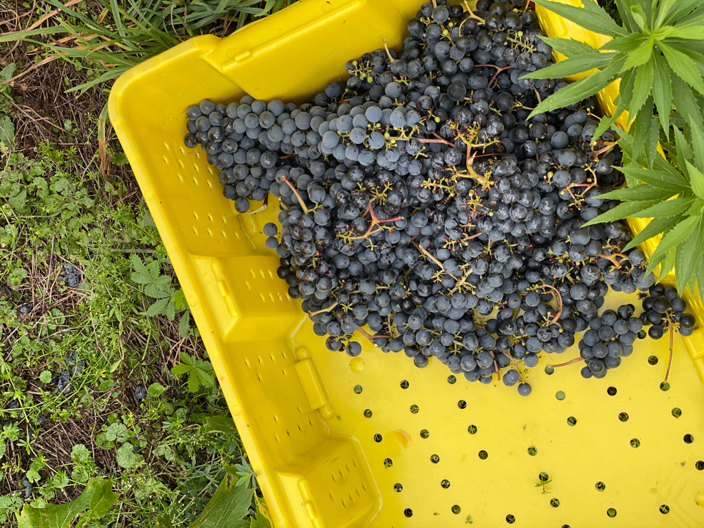 A pile of blue, almost black grapes lies piled in a yellow plastic harvest bin set on the grass.