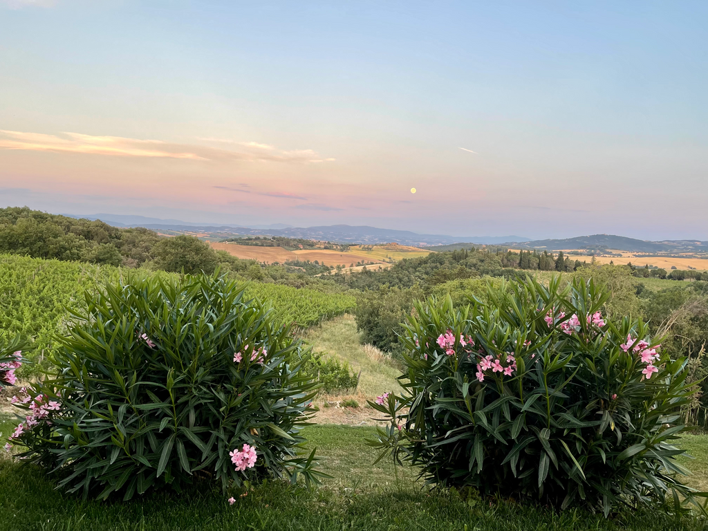 We are gazing out over the Umbrian landscape, just after sunset. In front of us are two bushy green plants with long, evergreen leaves and soft pink flowers. Beyond the flowers are undulating hills. As our eyes travel out we first see healthy green grapevines grown in tidy rows, lush forests, golden fields, the hint of a small town with terracotta rooftops, and finally purple mountains. Above the mountains, the sky is a beautiful pastel rainbow, perhaps hazy from the summer heat. The moon, a pale cream colored sphere, hovers in the sky. We get the sense that this is a rural area of great beauty. 
