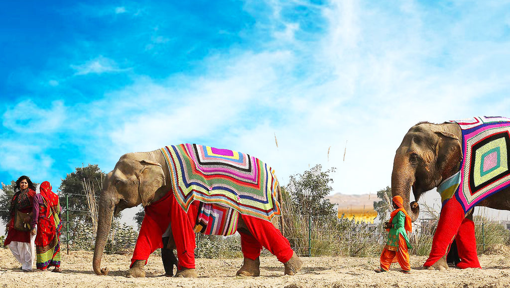 elephant jumpers