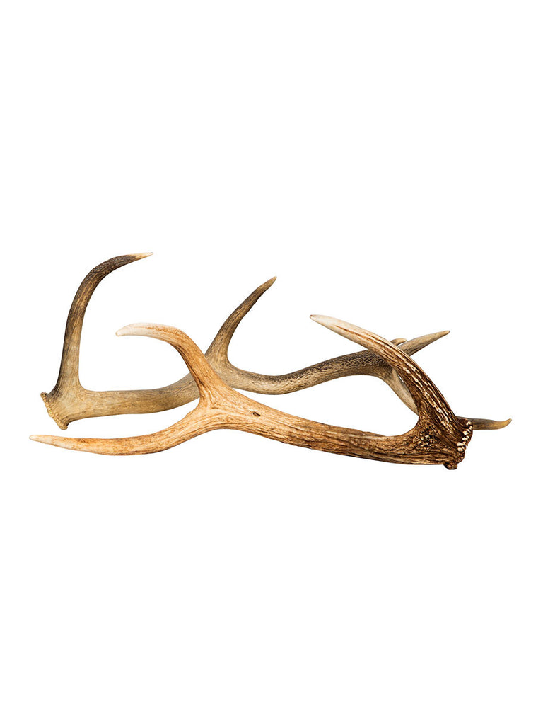 Naturally Shed Australian Red Deer Antlers For Decorative Use
