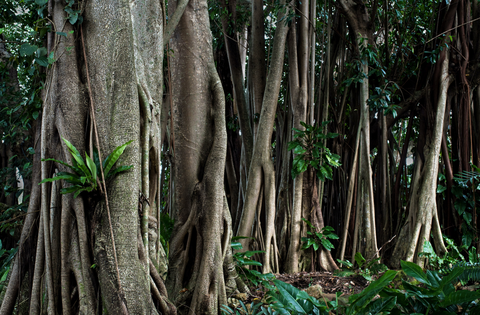 Image from Cairns Aboriginal park