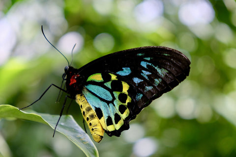 Cairns Australia Butterfly