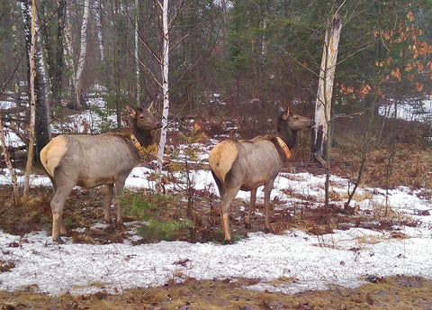 Wisconsin Collared Cow Elk Hunt