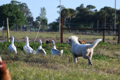 Pastured meat from Circle C Farm