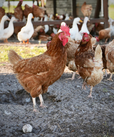 free-range, pasture raised chickens