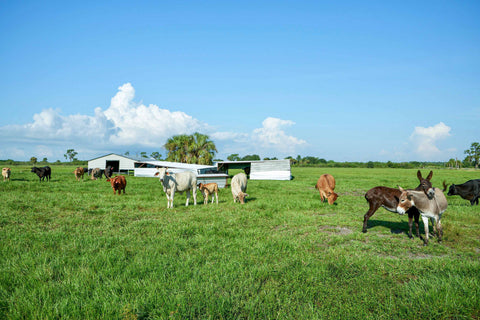 livestock on Circle C Farm