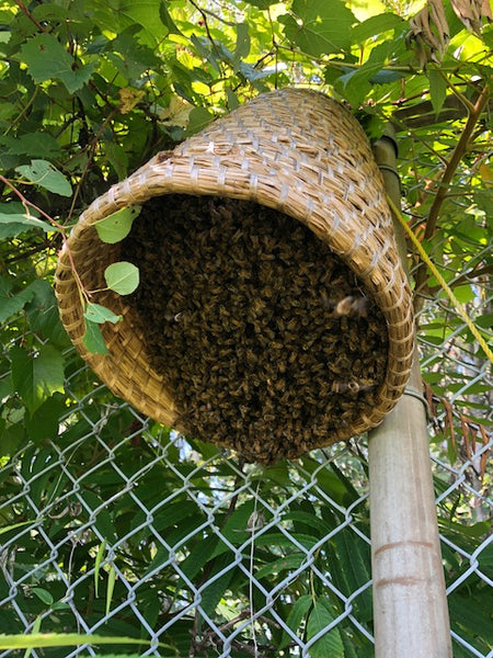 Straw Skep Apihex Straw Skep Apihex