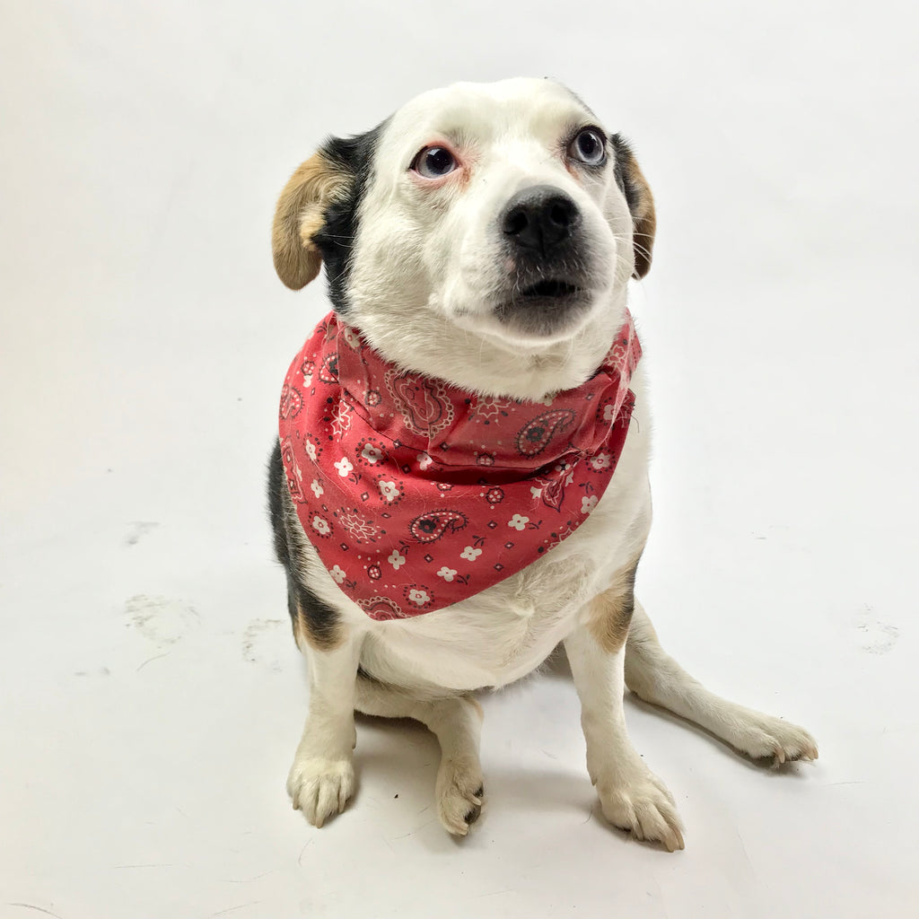 handmade dog bandanas