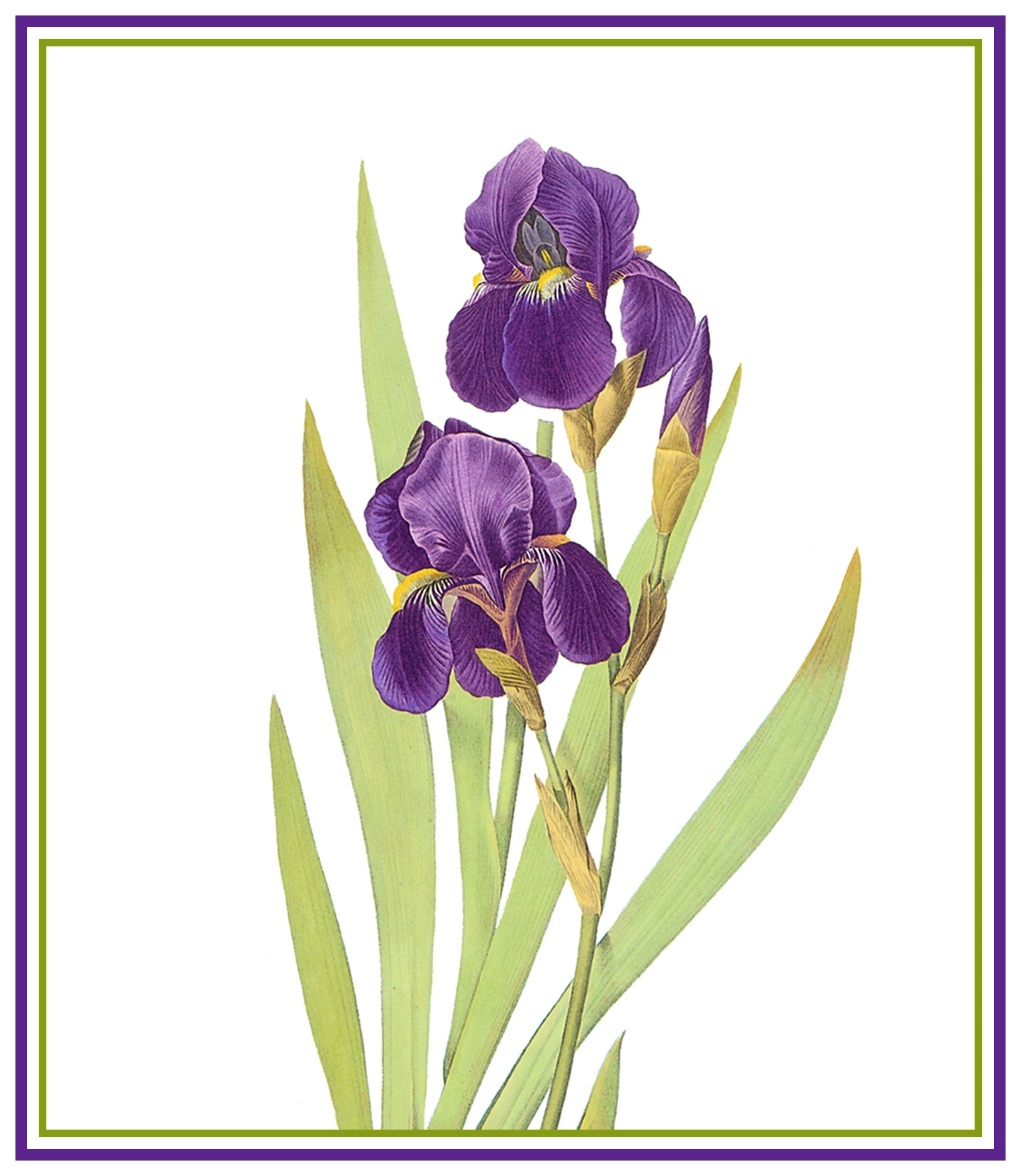 Free Free 310 Iris Flower Svg SVG PNG EPS DXF File