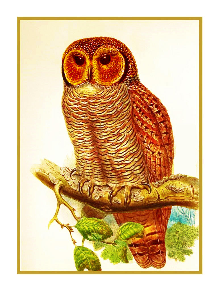 Mottled Wood Owl by Naturalist John Gould of Birds Counted Cross Stitc ...