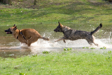 Watch your dog regain his energy with dog joint care supplements from Lloyd and Lucy's Pet Supplies.