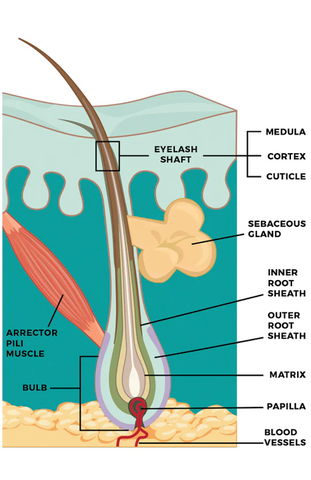 The anatomy of the eyelash follicle