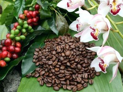 Hawaii-kaffe, bästa kona-kaffe hawaii, bästa kona-kaffebönor, kona-kaffe, hawaiiska kaffebruk