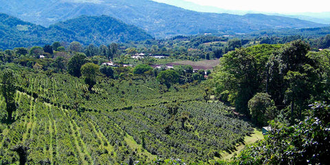 geisha kafo, geisha kafo, panama geisha kafo, panama geisha kafo, geisha kafo, panama gejŝo, plej bona kafo, plej bonaj kafo seboj en la mondo