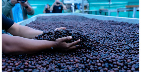 geisha kaffe, panama geisha kaffebönor, gesha kaffe, tredje vågen kaffe rörelse, bästa kaffebönor i världen