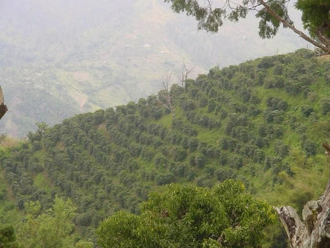 jamaicansk blå bergskaffe, jamaikansk kaffe, gourmetkaffe, fransk press, perkolator