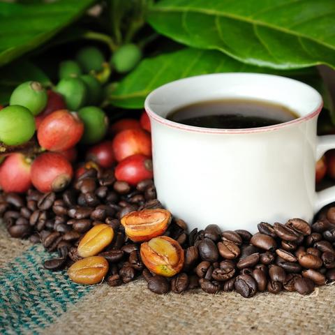 What makes the best Kona coffee Hawaii so exclusive? | Hawaiian coffee