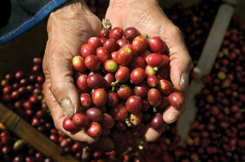 grão de café panamá gueixa, café gesha, café gourmet