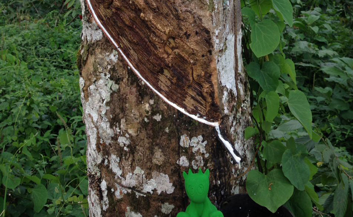 Natural Rubber from Hevea Brasilensis