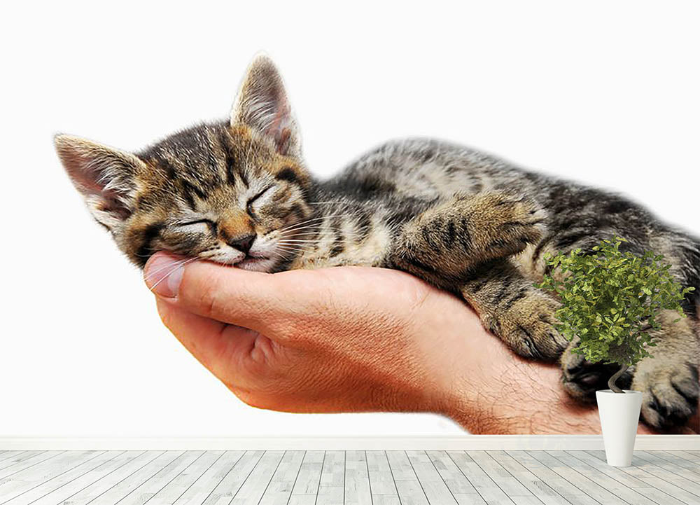 Little Baby Cat Sleeping In Male Arms Wall Mural Wallpaper Canvas Art Rocks