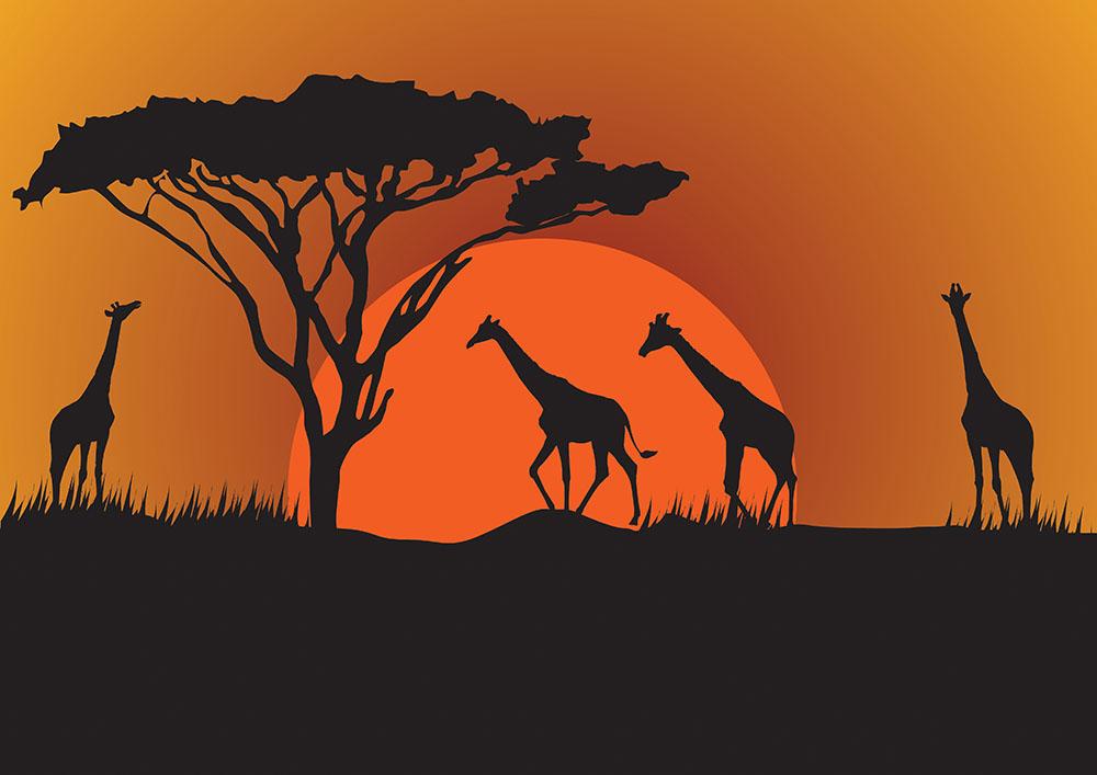 Silhouettes of giraffes in safari sunset Wall Mural Wallpaper | Canvas ...