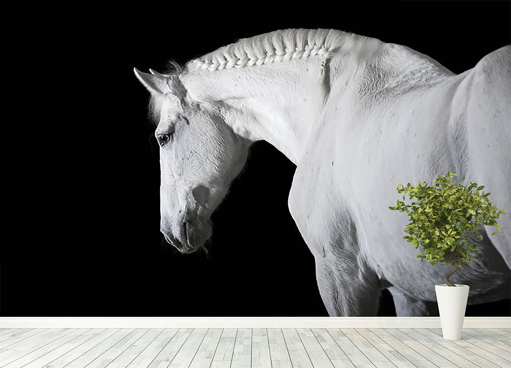 White horse on the black background Wall Mural Wallpaper | Canvas Art Rocks