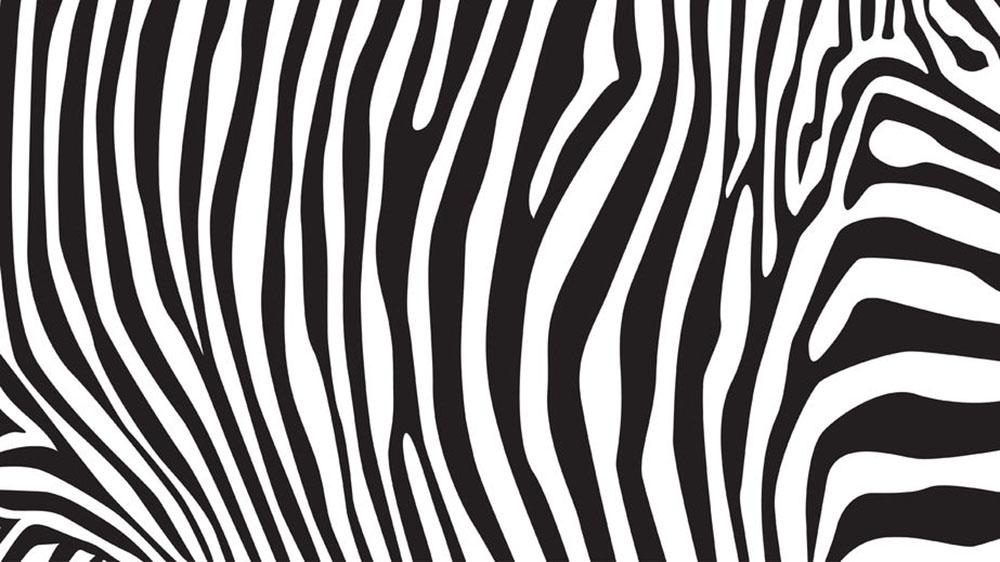 Zebra vertical stripes zebra wallpaper giving optical illusion of added wall height