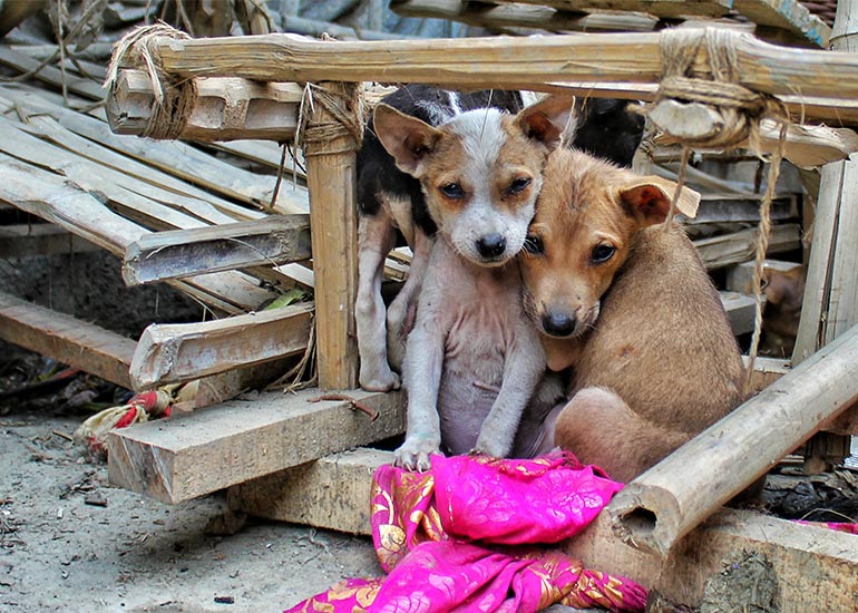 6 grandes ventajas de adoptar un perro de la calle CANUTO