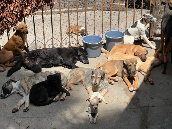 nacido maestría Clancy Primero Perro, un hogar en México para perros – CANUTO