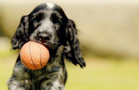 juguete-pelota-perro