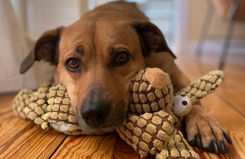 8 tipos de juguetes para perros ansiosos y rutinas para usarlos – CANUTO