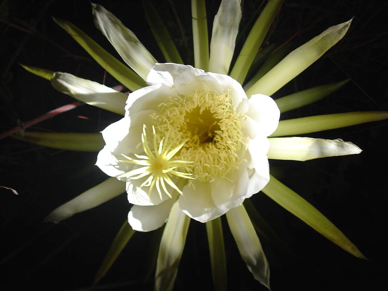 Night blooming cactus flower only blooms at night, once a year!